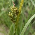 Carex pallescens Blomma