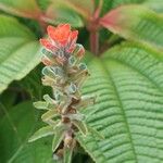 Castilleja arvensis Bark