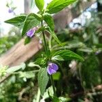 Justicia diclipteroidesFlower