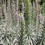 Echium virescens Foglia