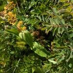 Bupleurum longifolium Leaf