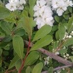 Exochorda racemosa Hoja