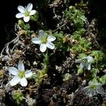 Arenaria ligericina Habit