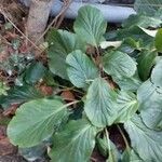 Bergenia crassifolia 整株植物