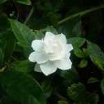 Gardenia jasminoides Flower