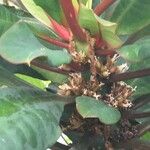 Euphorbia leuconeura Flower