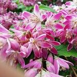 Deutzia hybridaЦвят