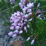 Erica multiflora花