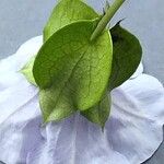 Nicandra physalodes Flower