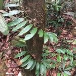 Philodendron placidum Foglia