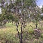 Acacia excelsa ഇല