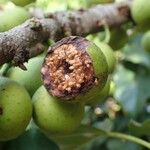 Ficus polita Fruto