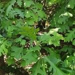 Quercus macrocarpa Blad