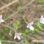 Oldenlandia lancifolia Kvet