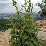Rumex abyssinicus Hábito