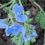 Cynoglossum amabile Λουλούδι