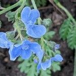 Cynoglossum amabile Blüte