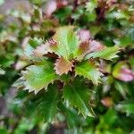 Ilex meserveae Leaf