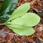 Crossosperma velutina Leaf