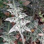 Acanthus montanus Leaf