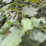 Alchornea cordifolia Листок