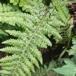 Athyrium niponicum Blad