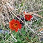 Pilosella aurantiaca Květ