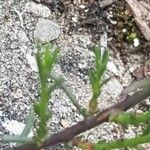 Fumana procumbens Blad