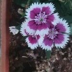 Dianthus barbatus Квітка