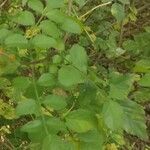 Tecomaria capensis Blatt