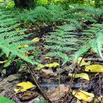 Polystichum braunii Ekosanga