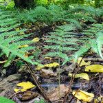 Polystichum braunii Kůra