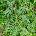 Indigofera arrecta Leaf