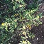 Solanum rostratum Natur