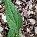 Prunella hastifolia Likasa