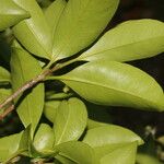 Myrcianthes fragrans Leaf