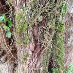 Myrceugenia exsucca Corteza