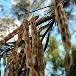 Acacia spirorbis Fruit