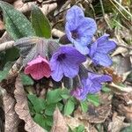 Pulmonaria affinis Квітка