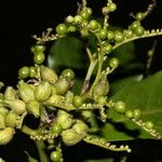 Tournefortia bicolor ഫലം