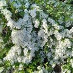 Exochorda × macrantha Habit