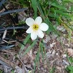 Zephyranthes candida花