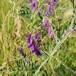 Vicia craccaFlower