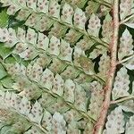 Polystichum polyblepharon Hedelmä