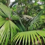 Kerriodoxa elegans Hoja