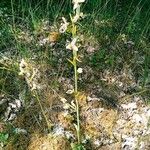 Ophrys apifera Habitus