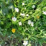 Stellaria palustris Flor