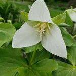 Trillium flexipes Virág