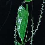 Dioscorea pilosiuscula ഇല