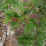 Acmopyle pancheri অভ্যাস